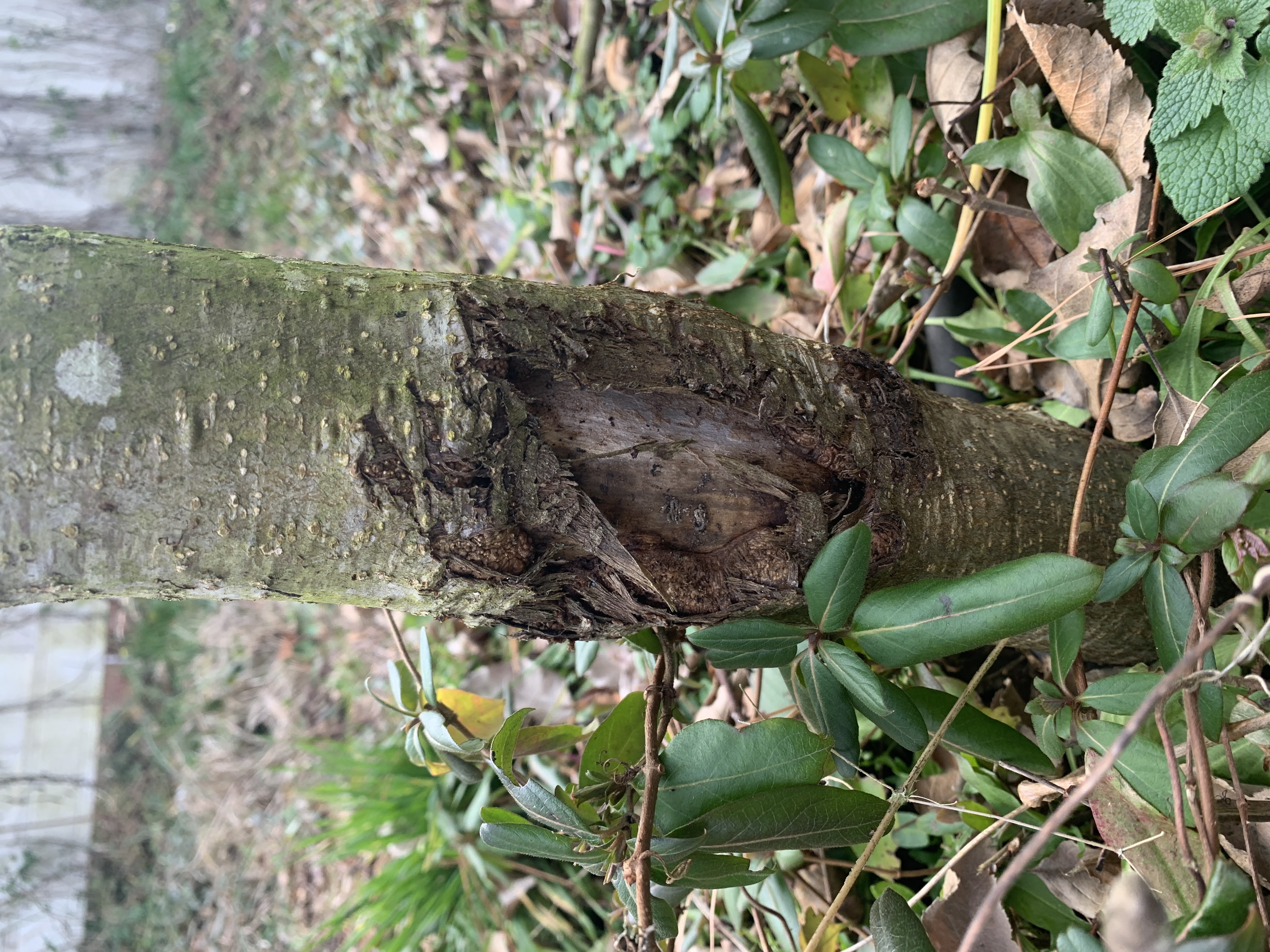 pruning